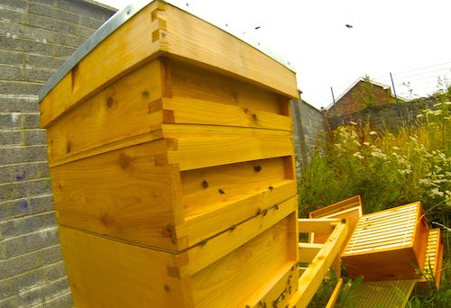 Urban beehive in Limerick City