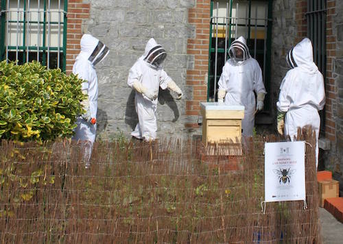 New apiary at the Hunt Museum in Limerick City.