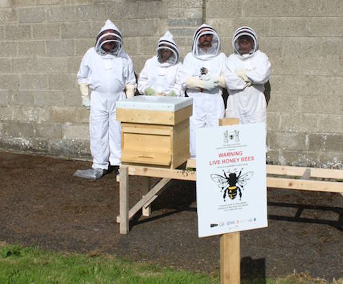 New apiary in the Limerick School of Art and Design / LIT